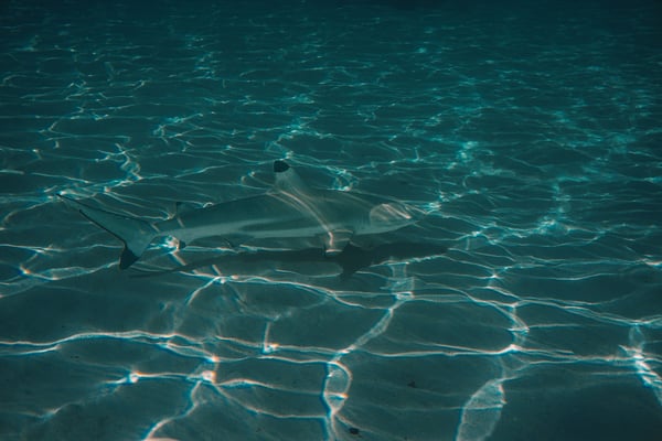 Shark swimming in clear shallow Caribbean water