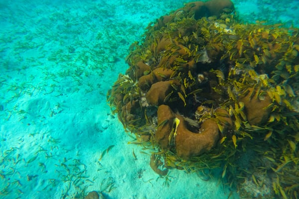 Coral formations and seagrass in turquoise Belize water