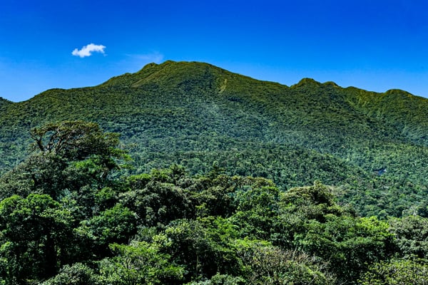 Mountain Pine Ridge